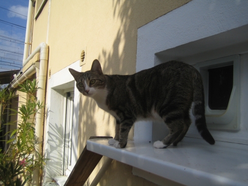 Chat miaule tout le temps pour rien