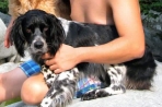 Chien
