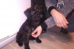 Chien