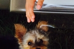 Chien
