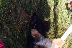 Chien
