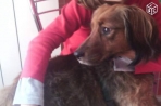 Chien