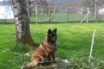 Chien