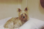 Chien