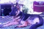 Chien