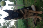 Chien