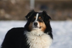 Chien