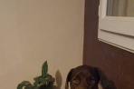 Chien