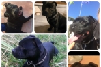 Chien
