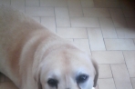 Chien