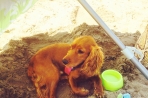 Chien