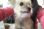 Chien