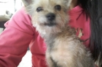 Chien