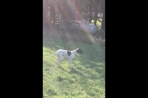 Chien