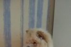 Chien