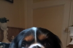 Chien