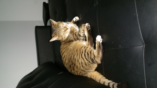 Chat villenave dornon