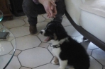 Chien