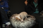 Chien