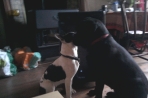 Chien