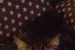 Chien
