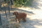 Chien