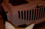 Chien