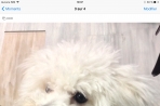 Chien
