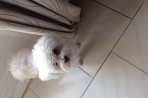 Chien