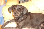 Chien