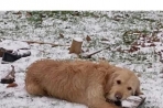 Chien
