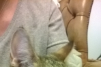 Chien