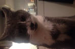 Chien