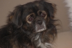 Chien