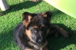 Chien