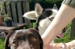Chien