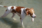 Chien