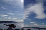 Chien