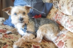 Chien