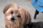 Chien