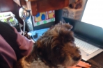 Chien