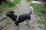 Chien