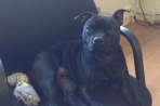 Chien