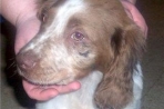 Chien