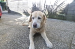Chien