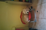 Chien