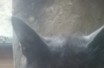Chien