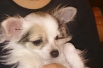 Chien