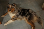 Chien