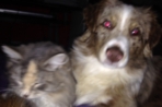 Chien